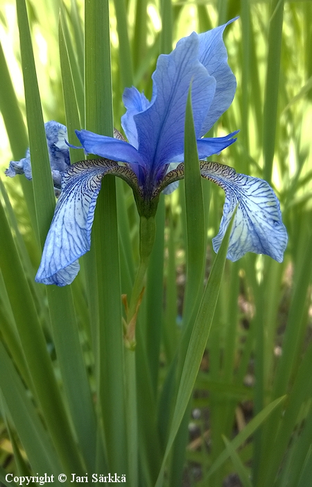Iris missouriensis vuorikurjenmiekka